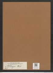 Attheya sp. (de-Toni-Nr.: Genus 98) Zeichnungen Sammlung Grunow Mappe 03318 (Herbarium_W_Grunow_drawings_Folder_03318)